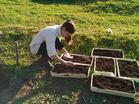 preparação da sementeira